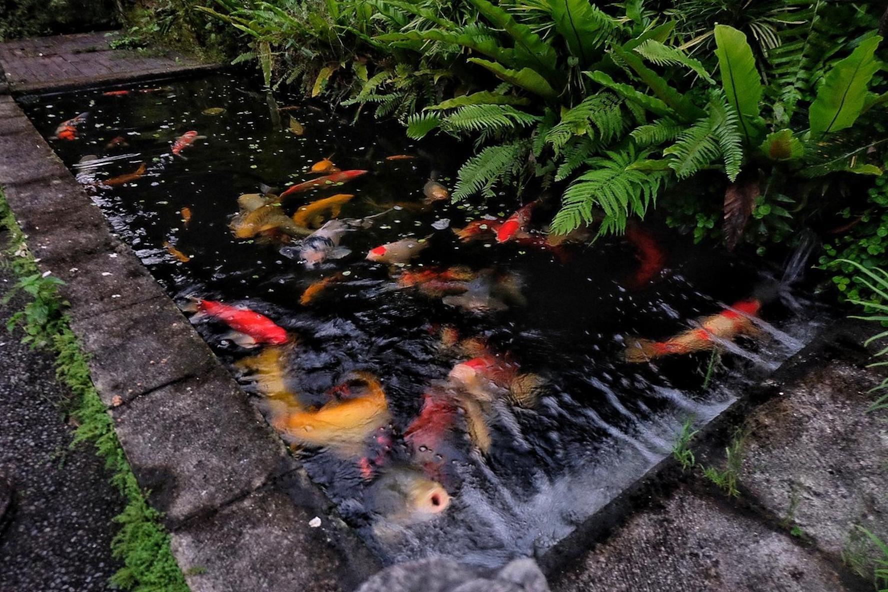 Gunung Kawi House Villa Tegallalang  Exteriör bild
